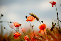Poppies